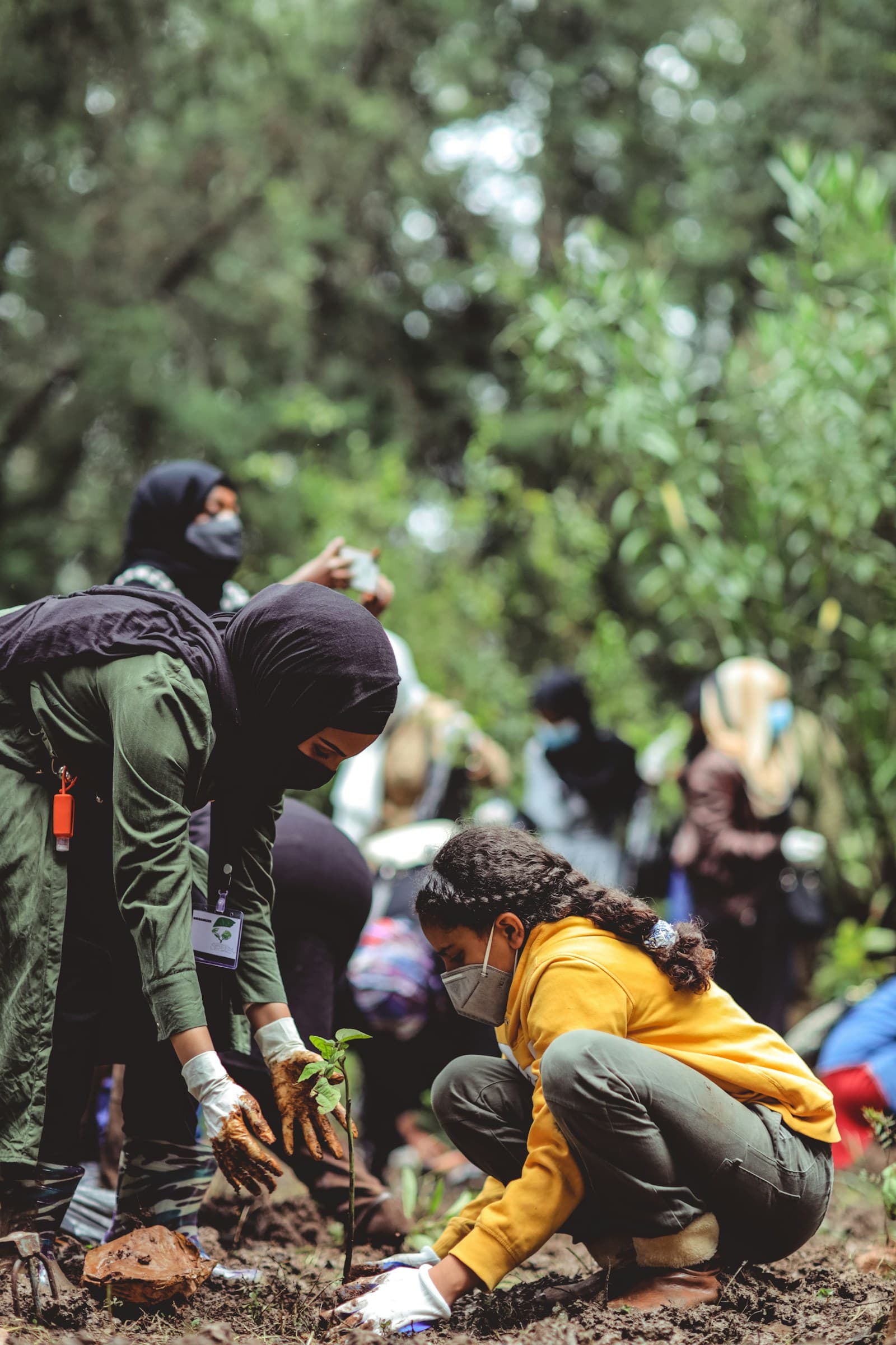 Volunteers planting trees together